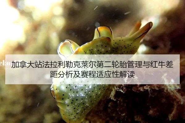 加拿大站法拉利勒克莱尔第二轮胎管理与红牛差距分析及赛程适应性解读